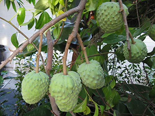 Zimtapfel - Annona cherimola - Exotisches Obst - 20 Frische Samen