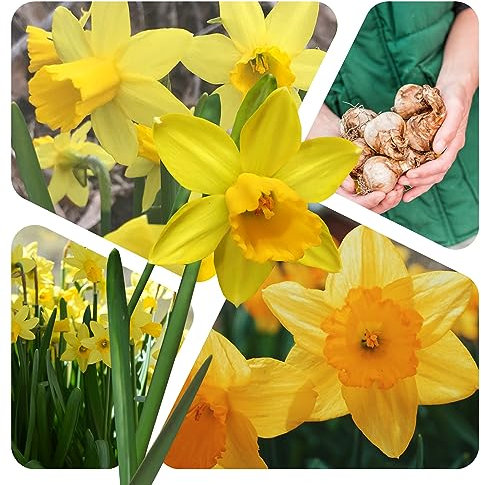 Narzissen Zwiebeln (25 Stück) - Blumenzwiebeln Osterglocken Martinette Grösse 10/12 - mehrjährig - winterhart - SAISONWARE - NUR KURZE ZEIT ERHÄLTLICH