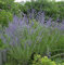 Blauraute Blue Spire 40-60cm - Perovskia atriplicifolia