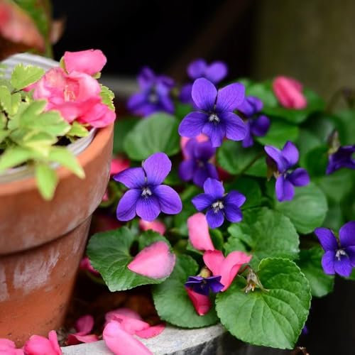 80 Pc Semi Di Piante Viola Profumate - Piante Rampicanti Resistenti, Semi Biologici Semi Di Viola Profumati, Fiori Decorativi, Semi Di Bonsai Fiori Di Campo Fiori Da Balcone, Semi