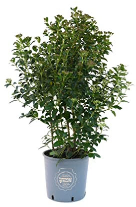 Viburnum tinus 'Eve Price', Viburno, Pianta vera in vaso Vannucci Piante, Pianta da terrazzo (cod. 22) (1x)