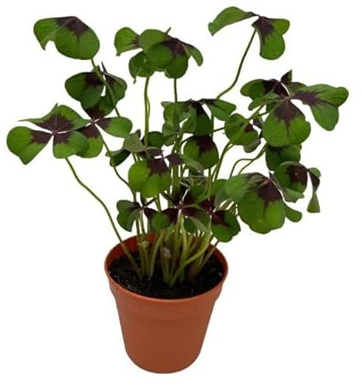 Trébol de la Suerte (Oxalis Deppei) Natural Planta de Exterior