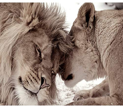 decomonkey Premium Fototapete Löwe 350x256 cm Design Tapete Fototapeten Vlies Tapeten Vliestapete Wandtapete moderne Wand Schlafzimmer Wohnzimmer Tiere