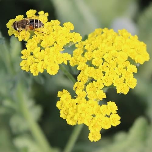 6x Schafgarbe 'Moonshine' - Achillea 'Moonshine' - Topf 9x9cm - Gelbe Sommerstaude