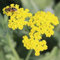 6x Schafgarbe - Achillea ‘Moonshine’ - Kleincontainer 9x9cm