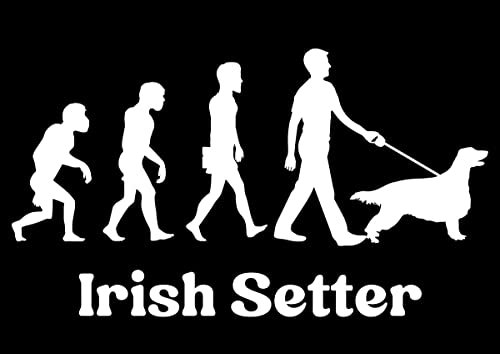Autoaufkleber/Sticker Innen + Außen/Evolution Mann - 30 cm weiß Irish Setter 01