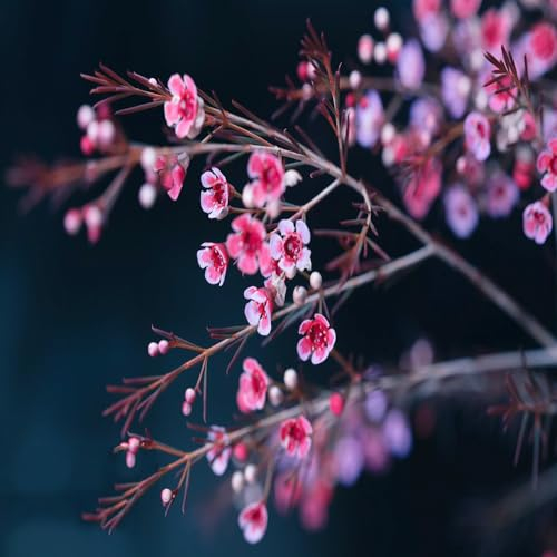 300 pcs manuka pflanze samen hochbeete für garten flower gartensamen Leptospermum scoparium, blumen geschenk pflanzendeko kleine geschenke kräutergarten geschenk bienenweide winterharte