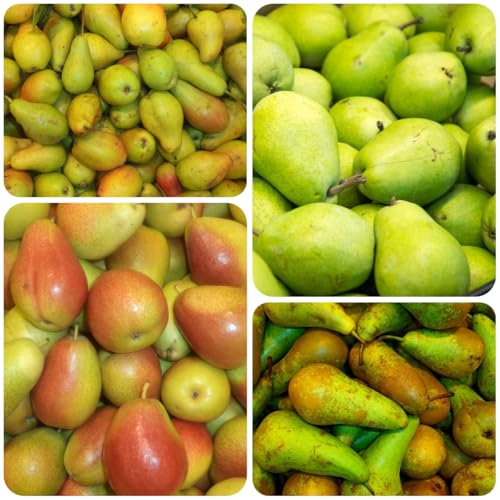 peral comprar semillas, peral - jardín, jardín interior semillas de peral semillas de variedades antiguas, árboles frutales enanos semillas de balcon, semillas de variedades antiguas 35pcs