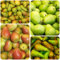 peral comprar semillas, peral - jardín, jardín interior semillas de peral semillas de variedades antiguas, árboles frutales enanos semillas de balcon, semillas de variedades antiguas 35pcs
