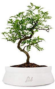 Pepe Bonsai Altezza 30 cm, Pianta Vera, Pianta da Interno, Vaso Artigianale di Terracotta - Bianco Space