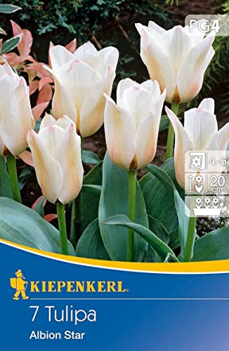 Greigii-Tulpe Albion Star, länglichen Blüten in cremeweiß, für Beet und Kübel, Wuchshöhe ca. 20cm, mehrjährig und winterhart