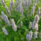 1000 pcs Koreanische Minze samen - küchenkräuter, hochbeet balkon duftnessel pflanze, Agastache rugosa, pflanzen winterhart draußen, geschenk kochen heilkräuter samen, balkon beet