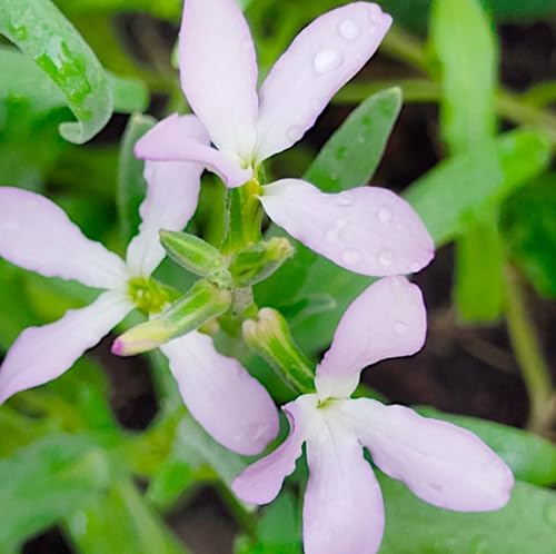 PlantiCo Abendlevkoje Matthiola Bicornis Samen 5g Blumensamen Hausgarten Blumen für Beete, Rabatten, Balkonkästen und Terrassen