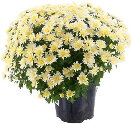 Chrysanthemum White - 2L Pot Bedding (Live Plants)