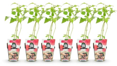 GreenboutiQ - Obstpflanzen - Himbeere - Rubus idaeus Ottawa - Winterhart - 6 Pflanzen - Topf 9 cm - Rote Himbeere