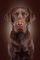 1000 Pieces Wooden Jigsaw Puzzles Chocolate Color Labrador Dog Diy Arts Craft For Home Wall Decor Gifts Jigsaw Puzzle Game Toys