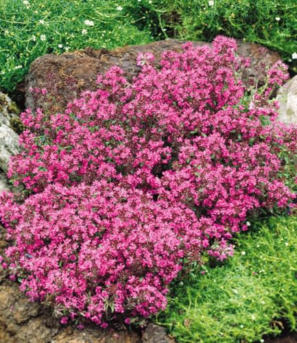 BALDUR Garten 18x Winterhart Bodendecker-Thymian, Pflanzen im 9x9 cm-Topf | Thymus, Sandthymian, ca. 4-5 Pflanzen auf 1 qm, winterhart, Bodendecker, trockenresistent, mehrjährig