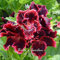 10pcs raras Semillas de geranio rojo oscuro raras semillas Pelargonium perenne de flores en maceta de Bonsai Hardy Planta Planta de bricolaje