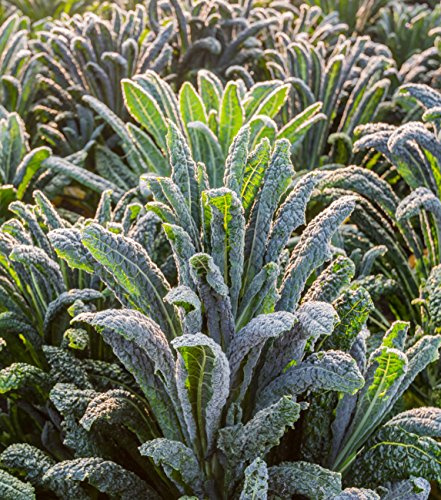 Seedeo® Palmkohl Nero di Toscana (Brassica oleracea var. Palmifolia) ca. 150 Samen BIO