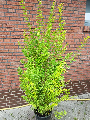 Goldliguster Ligustrum ovalifolium Aureum Solitär 125-150 cm hoch im 12 Liter Pflanzcontainer