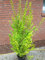 Goldliguster Ligustrum ovalifolium Aureum Solitär 125-150 cm hoch im 12 Liter Pflanzcontainer