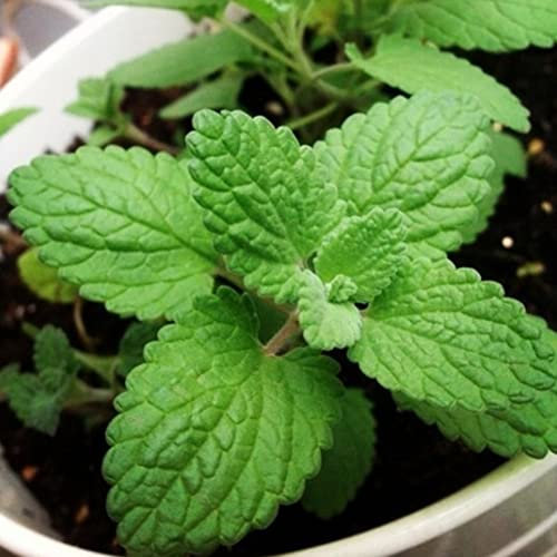 Saterkali Katzenminze-Samen, 100 Stück, seltenes Kraut, grün, gentechnikfrei, Bonsai-Pflanze, Hausgarten-Dekoration Katzenminze Samen