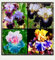 Iris Zwiebeln-Winterhart MehrjäHrig,Iris Knollen Mix,Iris Blumen,Iris Blumenzwiebeln,Schwertlilien Winterhart Knoll,Bonsai Pflanze,Gartenblumen-6zwiebeln-e