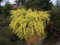 1 Ginestra Pianta - Cytisus X praecox 'All Gold' impianto Nella 9cm Pot, fiori gialli:Seeds Only