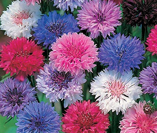 1000 Centaurea Cyanus Polka Dot Mix Seeds/Cornflower/Corn Flower -1000 Seeds