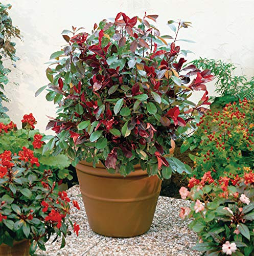 Photinia x Fraseri Red Robin Stransvaesia Christmas Berry Scarlet Red Leaves Hardy Shrub Great for Hedging and Borders 3 x 9cm Pots by Thompson and Morgan