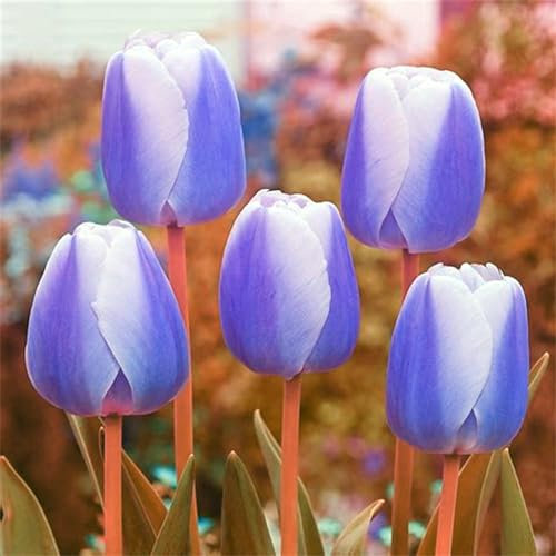 Tulpenzwiebeln winterhart mehrjährig mix -Dekorative Gartenpflanze, einfach zu züchten, blüht im Frühling-10zwiebeln-C