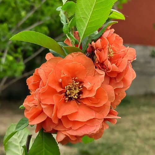250 Pcs Begonien Pflanzen Samen - Pflanzen Samen, Bäume Pflanzen Begonie Hängend Samen, Gartenpflanzen Winterhart Mehrjährig, Sträucher Deko Balkonpflanzen, Bonsai Tree, Flower Seeds