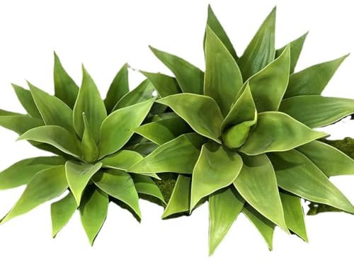 2 großer Samen Affenschwanz Tanne -Araucaria araucana- Monkeypuzzle Kältebeständig