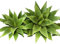 2 großer Samen Affenschwanz Tanne -Araucaria araucana- Monkeypuzzle Kältebeständig