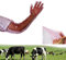 Zaky 34 inches Disposable Soft Plastic Film Gloves Long Arm Glove and Dust High Density Material no Leakage 10 pcs