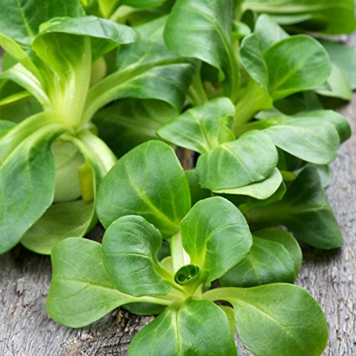 Dutch Broad Leaved Corn Salad Mache Seeds - 1 Oz - Also Called Lamb's Lettuce - Non-GMO Vegetable Garden Seeds - Leafy Greens