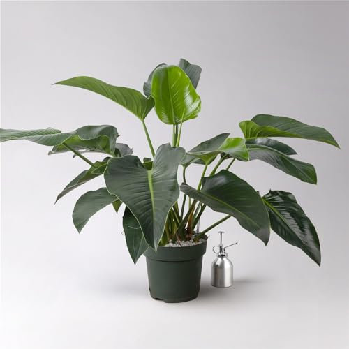 Philodendron 'Green Beauty', Topf-Ø 27cm,Höhe ca. 90cm, inkl. Bewässerungssystem