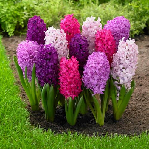 Bulbos De Jacinto,Perenne Resistente, DecoracióN De Habitaciones,Planta Bulbosa,Flores Fragantes,Jacinto,Fragante, JardíN, Jacintos Bulbos