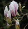 Tulpen Magnolie 100-125cm - Magnolia soulangiana - Gartenpflanze