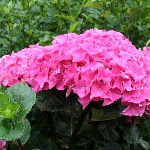 Plant Theory Black Steel Zambia Hydrangea Macrophylla Shrub Plant 1.5L Pot