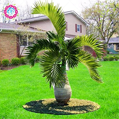 5pcs/bag cinese grandi palme tropicali sempreverdi pianta da vaso bonsai seeds.Trachycarpus perenne giardino sementi di piante indoor & outdoor