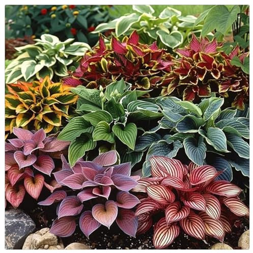 Hosta Knollen, Große Blattpflanzen,Winterharte pflanzen,Winterhart zwiebeln, Pflanzen Funken Hosta Winterhartes MehrjäHrig-4 Rhizom-I