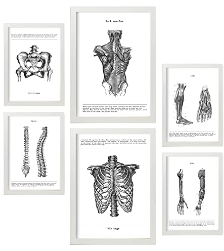Nacnic – Set mit 6 Anatomie-Postern (Muskeln, Bein, Arm, Wirbelsäule, Becken). Perfekt für Praxen oder Studienräume. Größen A3 und A4, mit weißem Rahmen.