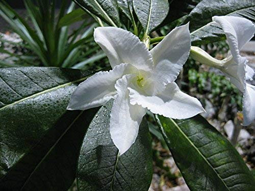 Pachypodium lamerei - Madagascan Palm - Seeds