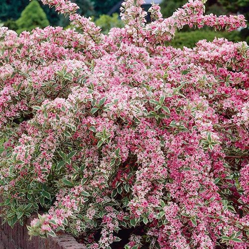 Weigela 'Variegata' - Eleganter, buntblättriger Strauch mit rosa Blüten - Ideal für gemischte Beete.