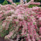 Weigela 'Variegata' - Eleganter, buntblättriger Strauch mit rosa Blüten - Ideal für gemischte Beete.