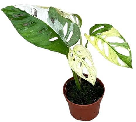 Monstera Adansonii Variegata - Ø10,5cm - 15cm