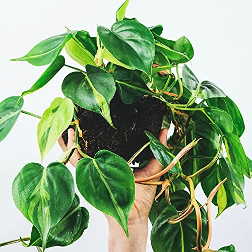 Philodendron scandens - Filodedro Rampicante | cesto appeso 15cm | Rampicante da Interno