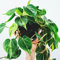 Philodendron scandens - Filodedro Rampicante | cesto appeso 15cm | Rampicante da Interno