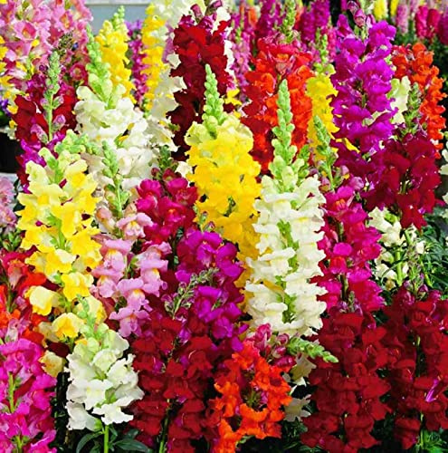Gladiolo,Bulbos De Gladiolos De Colores，Bombillas Perennes, Resistentes E Importadas ，DecoracióN Del Hogar-10 bulbos,c
